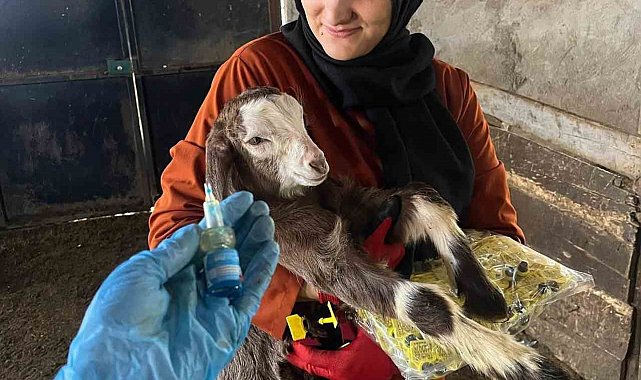 Elazığ'da aşı ve küpeleme çalışması