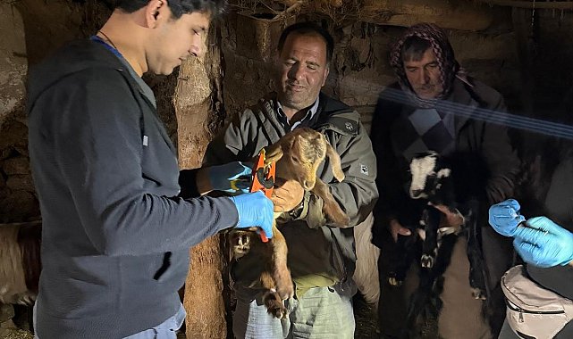 Elazığ'da aşılama ve küpeleme çalışmaları sürüyor