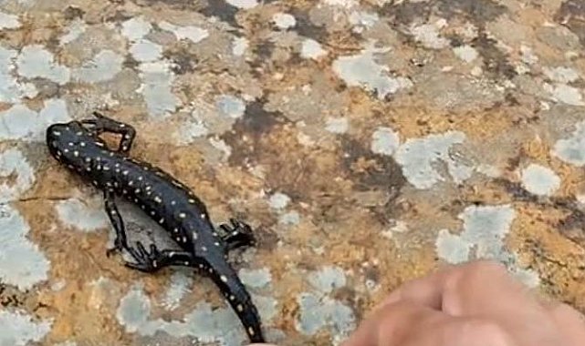 Elazığ'da benekli semender görüntülendi