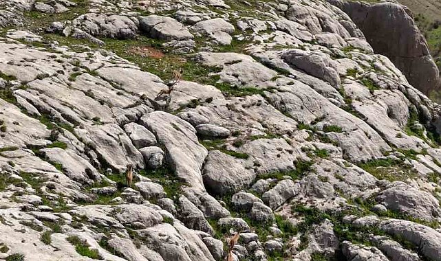 Elazığ'da dağ keçileri havadan görüntülendi