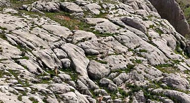 Elazığ'da dağ keçileri havadan görüntülendi