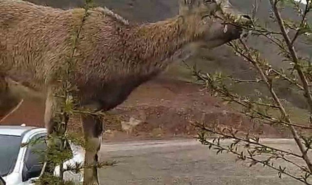 Elazığ'da dağ keçisi evin duvarına tırmandı