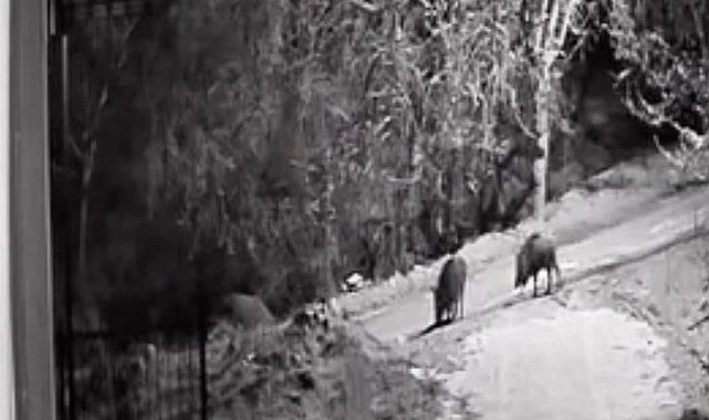 Elazığ'da domuz sürüleri görüldü