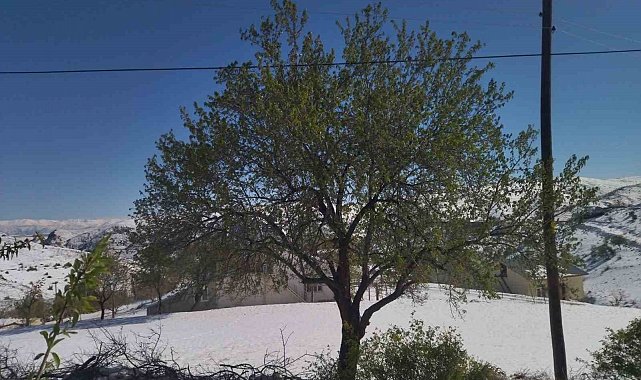 Elazığ'da kayısı, ceviz ve badem ağaçlarını 'kar' vurdu