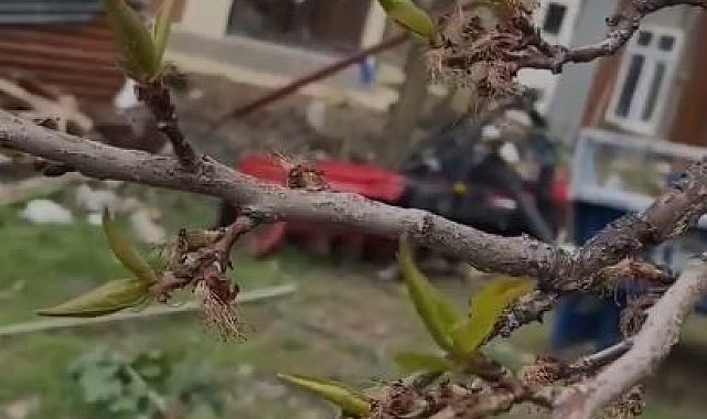 Elazığ'da kayısıyı don vurdu