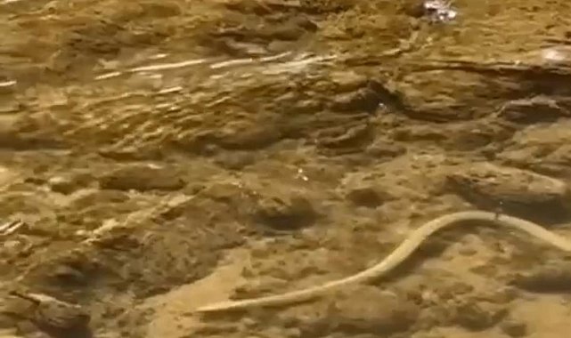 Elazığ'da su yılanı balık avlarken görüntülendi