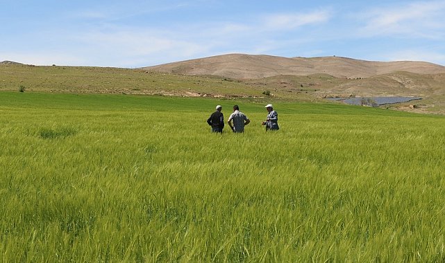 Elazığ'da süne sürvey çalışmaları başladı