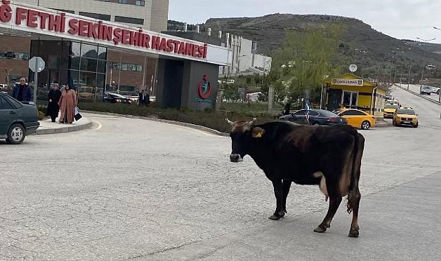 Elazığ'da yolunu kaybeden inek hastane önünü mesken tuttu