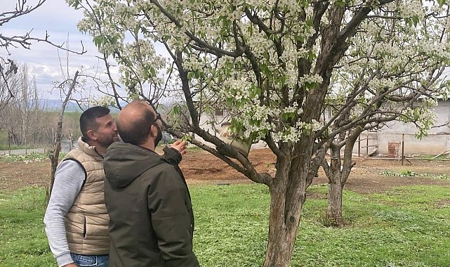 Elazığ'da zirai don sonrası hasar tespit çalışmaları sürüyor