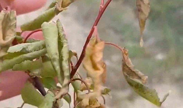 Elazığ'da zirai don tarımsal üretime zarar verdi