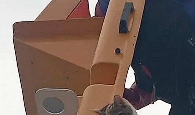 Elektrik direğinde mahsur kalan kedi kurtarıldı