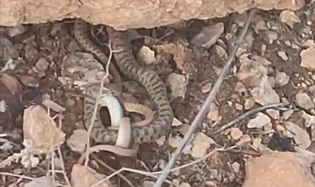 Engerek yılanı avlanırken görüntülendi