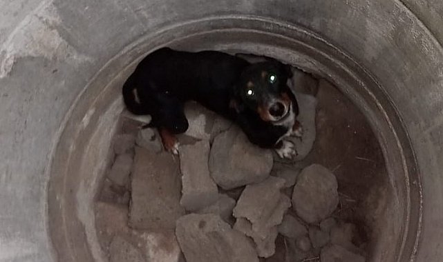 Erzin'de kuyuya düşen köpeği itfaiye kurtardı