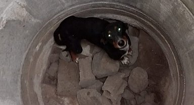 Erzin'de kuyuya düşen köpeği itfaiye kurtardı