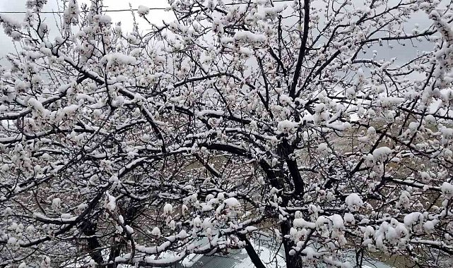 Erzincan'da çiçek açan meyve ağaçlarını don vurdu