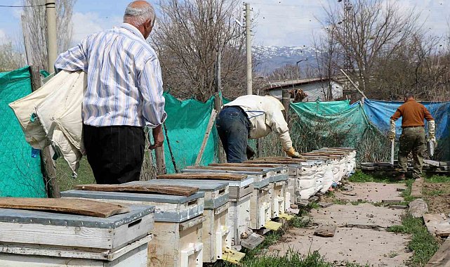 Erzincan'da kıştan çıkan bal arıları açan çiçeklerle buluştu