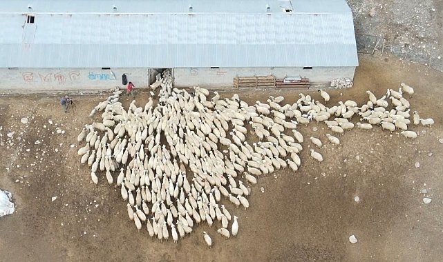 Erzincan'da koyun ve kuzuların coşkulu buluşması havadan görüntülendi