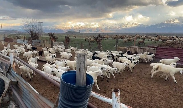 Erzincan'da kuzular anneleriyle buluştu