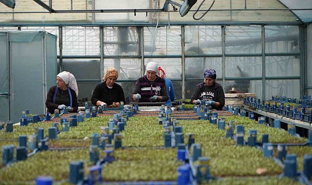 Erzincan'ın yüksek kesimlerinde kar: Seralarda zirai don için önlemler alındı