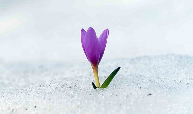 Erzurum Ovası'nda baharın çiçekleri açtı