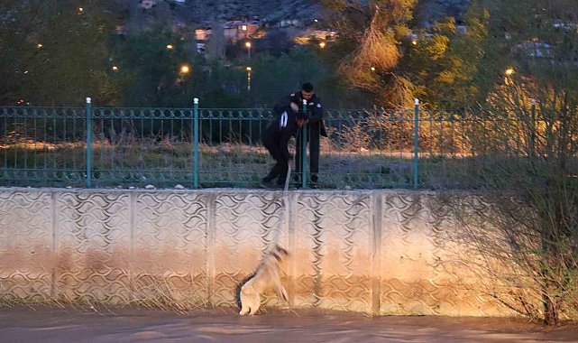 Erzurum'da sokak köpeğine kurtarma operasyonu
