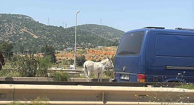 Eşekler trafiği bir birine kattı