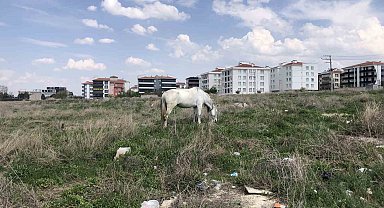 Eskişehir'de başıboş atlar