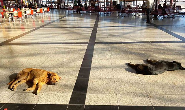 Eskişehir'de soğukta üşüyen sevimli köpekler ısınmak için otogara sığındı