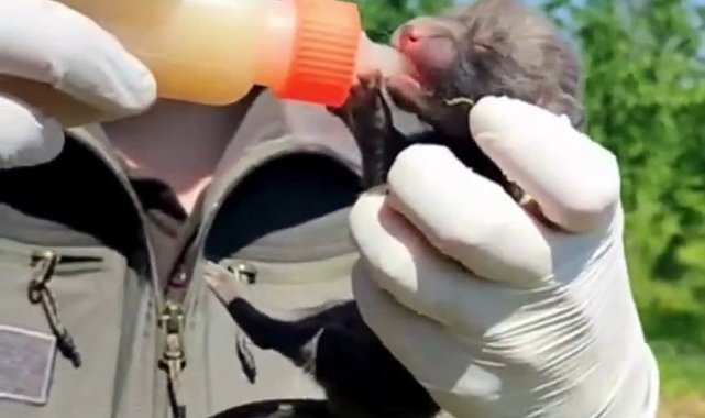 Ev inşaatı sırasında bulunan 9 yavru tilki, bakımları yapılıp doğaya salındı