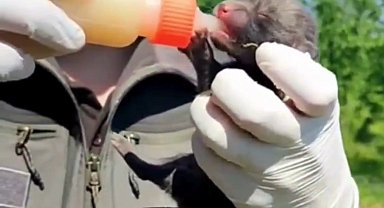 Ev inşaatı sırasında bulunan 9 yavru tilki, bakımları yapılıp doğaya salındı