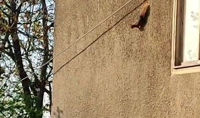 Evin duvarında gezinen sincaplar kamerada