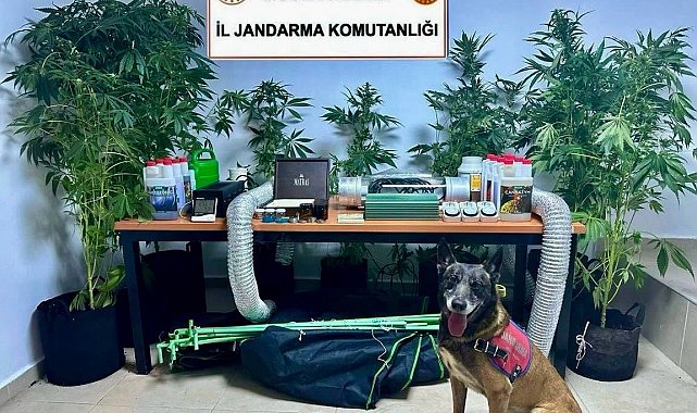 Evini uyuşturucu bahçesine çevirmiş