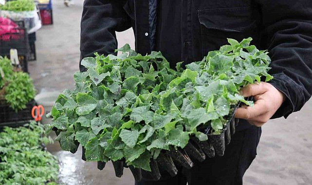 Fide ve tohumlara ilgi arttı