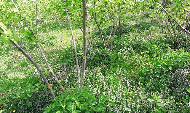 Fındık bahçelerinde bakım işlemlerinin önemi