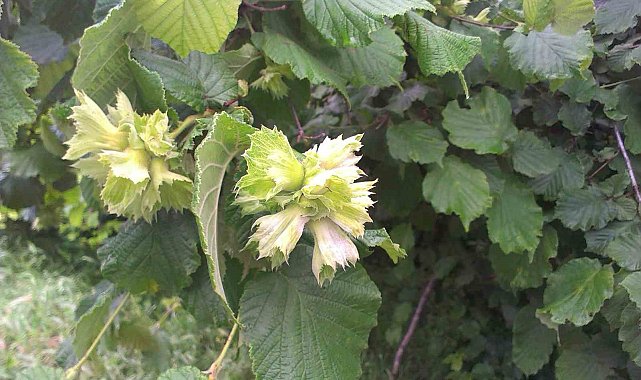 Fındık üreticisine 'küllenme' uyarısı