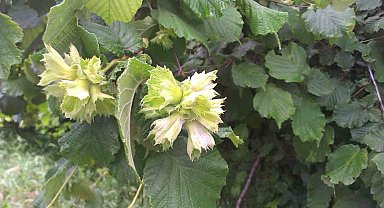 Fındık üreticisine 'küllenme' uyarısı