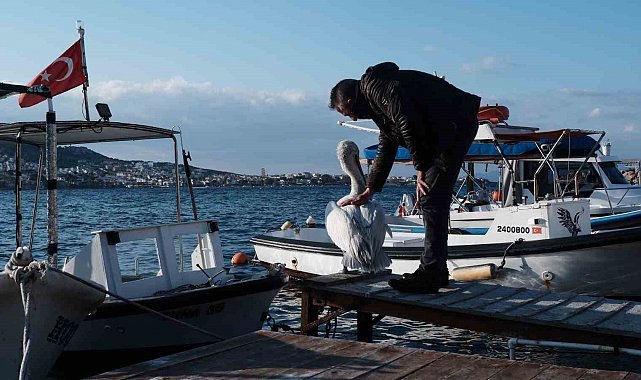 Foça, bu yaz da sevilen misafiri pelikan Tosun'u ağırlıyor