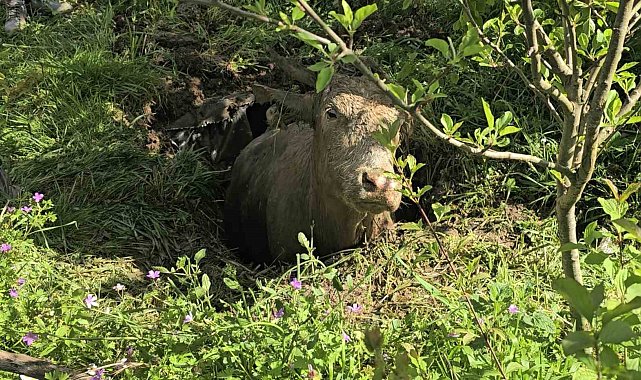 Foseptik çukuruna düşen inek iş makinesiyle kurtarıldı