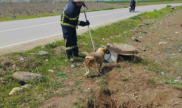 Fosseptik çukurundan gelen köpek sesi itfaiye ekiplerini harekete geçirdi