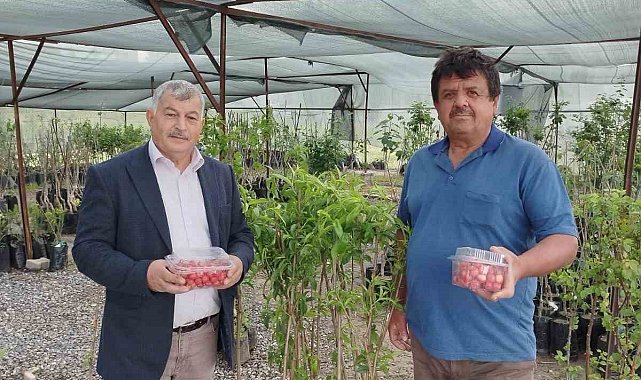 Gazipaşa'da sezonun ilk kiraz hasadı yapıldı