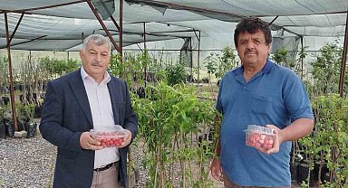 Gazipaşa'da sezonun ilk kiraz hasadı yapıldı