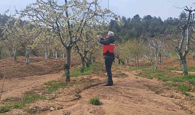 Gediz'de zirai don hasar tespit çalışmaları başlatıldı