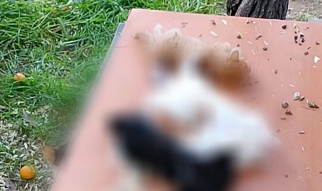 Gemlik'te yavru kediler katledildi