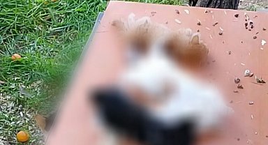 Gemlik'te yavru kediler katledildi