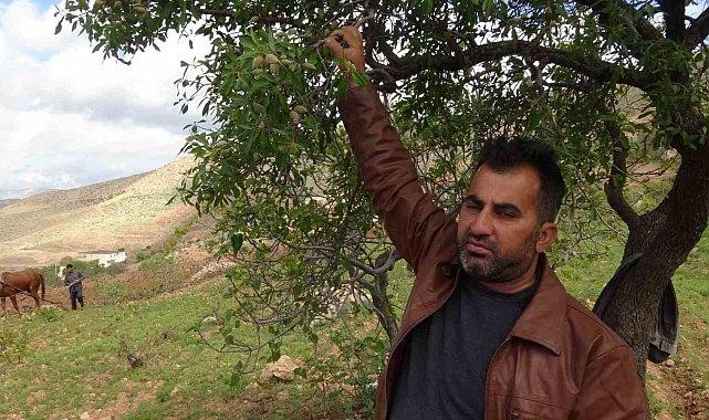 Gercüş'te badem çiftçinin yüzünü güldürdü