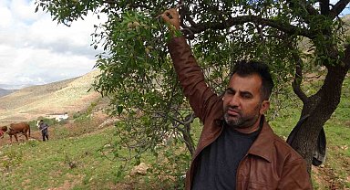 Gercüş'te badem çiftçinin yüzünü güldürdü