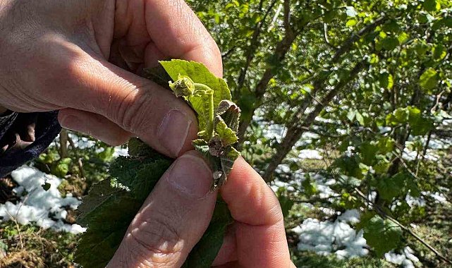 Giresun Ziraat Odası Başkanı Nurittin Karan: "Fındıkta nisan karı zirai donla rekolte kaybına neden oldu"