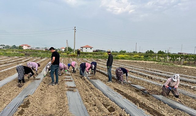 Girişimci kardeşler 10 çeşit üzüm bağ çubuğu yetiştirmeye başladı