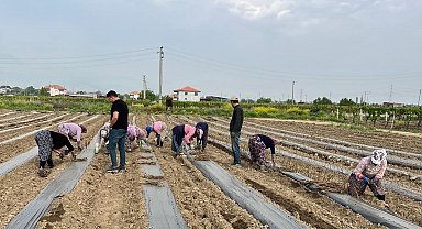 Girişimci kardeşler 10 çeşit üzüm bağ çubuğu yetiştirmeye başladı