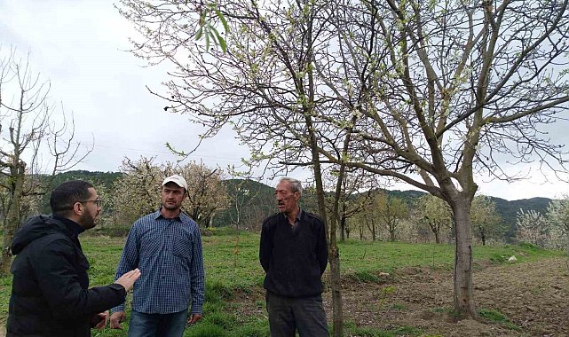 Gölpazarı'nda fenolojik gözlemler ve don riskine karşı önlemler
